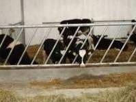 reshetki_kormstola_diagonalnye_3_02 reshetki_kormstola_diagonalnye_3_02