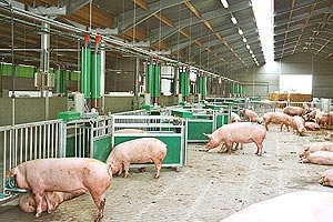 avtomat_systema_kormleniya